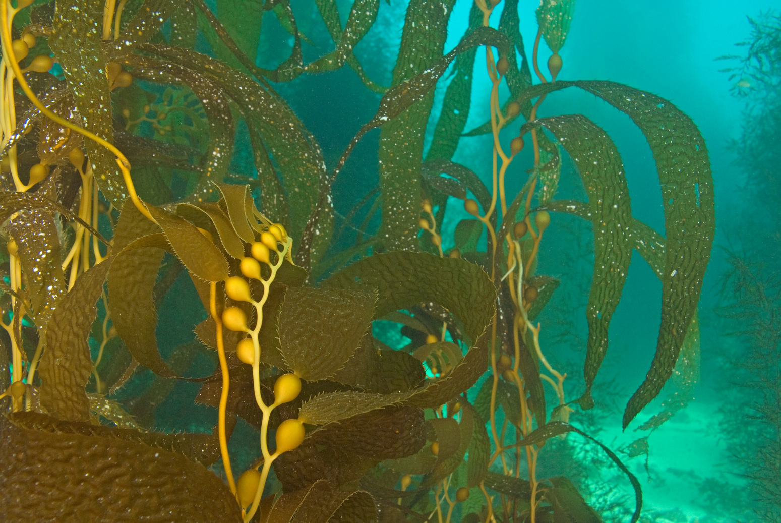Kelp at California kelp forest